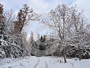 Beautiful snowy trees , Lithuania