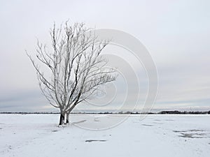 Beautiful snowy trees , Lithuania