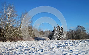 Beautiful snowy trees , Lithuania