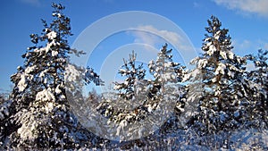 Beautiful snowy trees , Lithuania