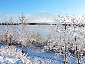 Beautiful snowy trees , Lithuania