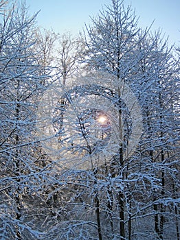 Beautiful snowy trees in winter, Lithuania