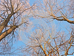 Beautiful snowy trees in winter, Lithuania