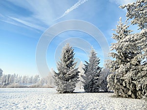 Beautiful snowy trees in winter, Lithuania