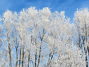 Beautiful snowy trees in winter, Lithuania