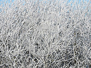 Beautiful snowy trees in winter, Lithuania