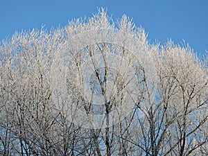 Beautiful snowy trees in winter, Lithuania