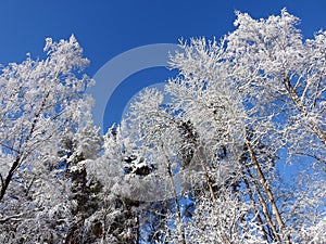 Beautiful snowy trees in winter, Lithuania