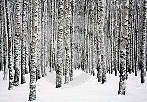 Beautiful snowy trunks of birch trees in winter forest