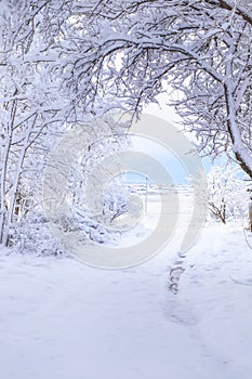 Beautiful snowy vertical landscape. road in winter forest with overhanging trees covered with snow