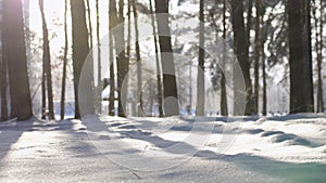 Beautiful Snowy White Forest In Winter Frosty Day. It Is Snowing In Winter Frosted Woods. Sunset Sunrise Sun Sunshine In
