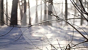 Beautiful Snowy White Forest In Winter Frosty Day. It Is Snowing In Winter Frosted Woods. Sunset Sunrise Sun Sunshine In