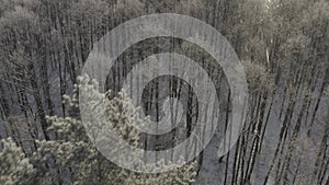 Beautiful Snowy White Forest In Winter Frosty Day. Top View Above Amazing Pine Forest Landscape. Scenic View Of Park