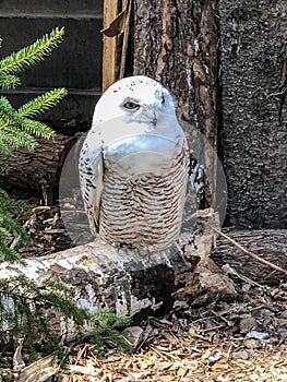 Beautiful snowy white owl perched on tree