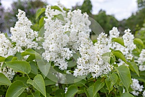 Beautiful snowy white rare lilac in full bloom.