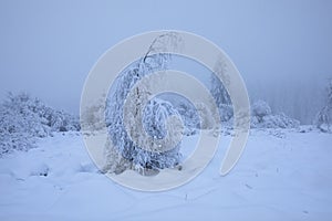 beautiful snowy wild landscape