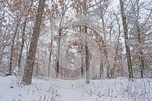 Beautiful snowy winter forest in Governor Knowles State Forest in Northern Wisconsin photo