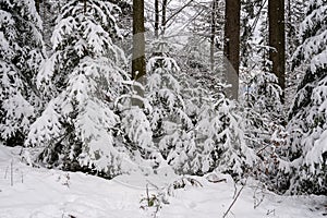 Beautiful snowy winter landscape on the Black Forest, Germany