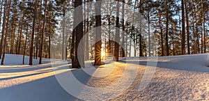 Beautiful snowy winter landscape panorama with forest and sun during golden hour. Winter sunset in forest panoramic view. Sun
