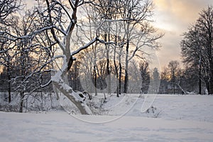 Beautiful snowy winter landscape panorama with sun.