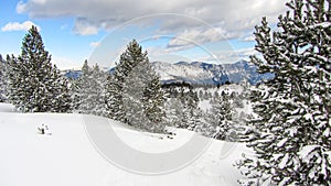 Beautiful snowy winter landscape with pine and fir trees. Scenic snow with christmas trees
