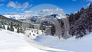 Beautiful snowy winter landscape in the Pyrenees with pine and fir trees.