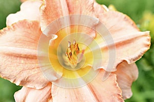 beautiful soft apricot color lily flower blooming in garden at cloudy day. macro