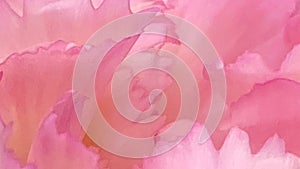 Beautiful soft and blurred of pink flower petal for background. Natural texture .