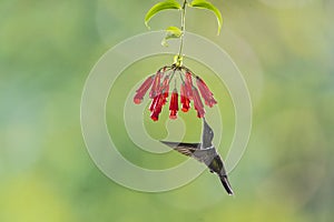 A multiflash picture of a Talamanca hummingbird feeding of a flower photo