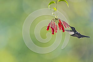 A multiflash picture of a Talamanca hummingbird feeding of a flower photo