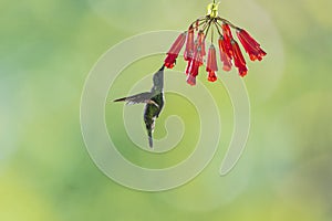 A multiflash picture of a Talamanca hummingbird feeding of a flower photo