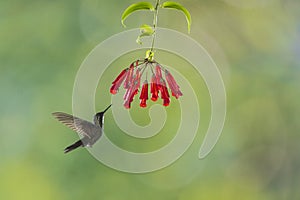 A multiflash picture of a Talamanca hummingbird feeding of a flower photo