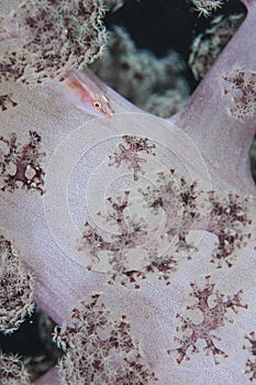 Beautiful soft coral goby on a pink soft coral