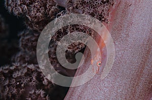 Beautiful Soft Coral Goby on a Soft Coral in Japan