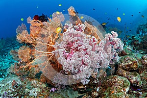 Beautiful soft coral with gorgonian sea fans in Andaman Sea