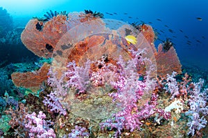 Beautiful soft coral with gorgonian sea fans in Andaman Sea