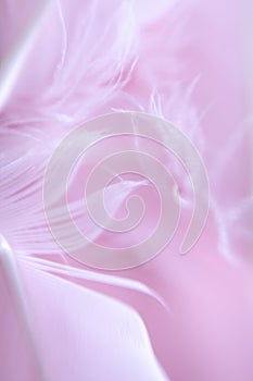 Beautiful soft feathers background texture