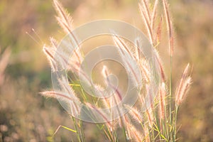 Beautiful soft focus on white grass flower meadow field  in warm light of sunset or evening time or orange tone .