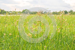 Beautiful soft focus on white grass flower meadow field  in warm light of sunset or evening time or orange tone .