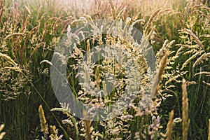 Beautiful soft focused grasses and seidges on beautiful sunny day. Spikelet flowers wild meadow plants. Sweet vernal grass