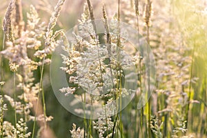 Beautiful soft focused grasses and seidges on beautiful sunny day. Spikelet flowers wild meadow plants. Sweet vernal grass