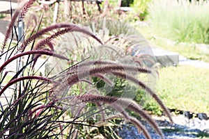 beautiful soft grass flower or poaceae