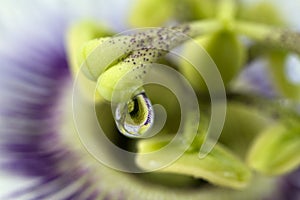 Beautiful Soft Image Of A Rain Drop On A Passionfruit Flower