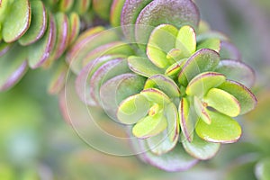 Krásny sukulentmi mäkký sústrediť makro obraz. zelený rastlina 