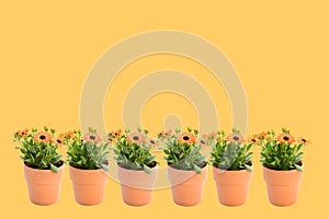 Beautiful soft orange Arctotis Flower blooming and growing with green leaves and branch in orange pot on orange background and