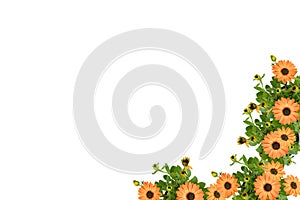 Beautiful soft orange Arctotis Flower blooming and growing with green leaves and branch in orange pot on white background isolated