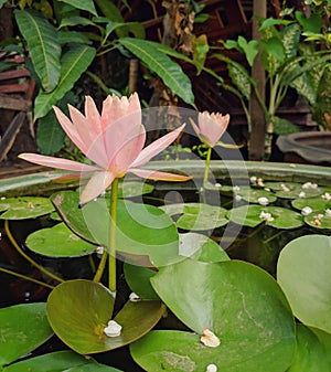 A beautiful soft pastel pink peach lotus flower blooming over the water in lotus pot