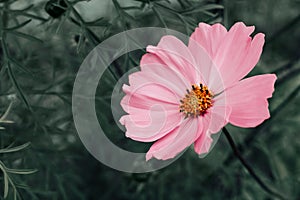 Beautiful soft pink Cosmos flower in nature, sweet background, blurry flower background. Colored photo, retro style