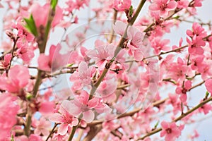 Blossom tree over nature background. Spring flowers. Spring Background