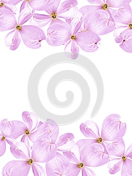 Beautiful soft pink dogwood flowers isolated on a white background. Festive floral background. Copy space.